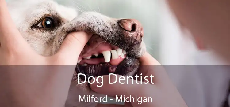 Dog Dentist Milford - Michigan