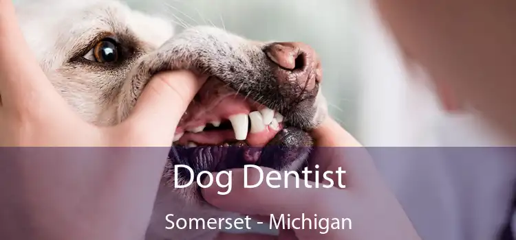 Dog Dentist Somerset - Michigan