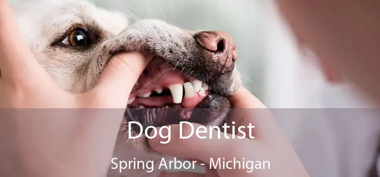 Dog Dentist Spring Arbor - Michigan