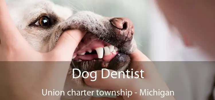 Dog Dentist Union charter township - Michigan