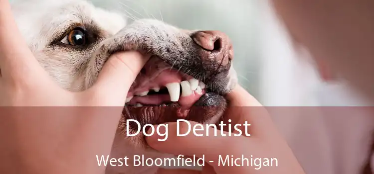 Dog Dentist West Bloomfield - Michigan