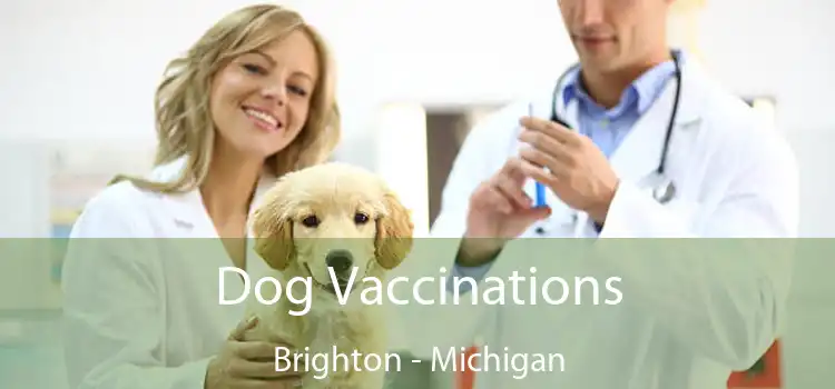 Dog Vaccinations Brighton - Michigan