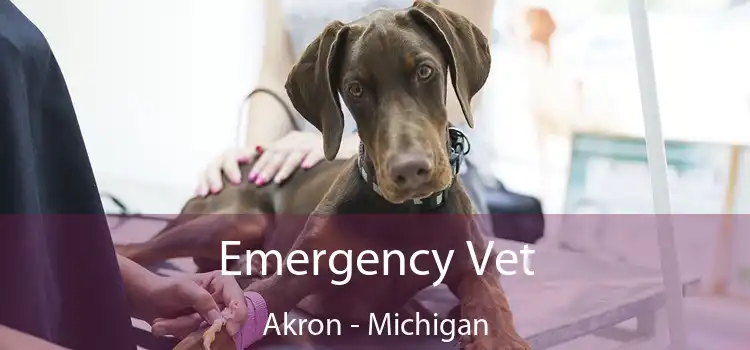 Emergency Vet Akron - Michigan