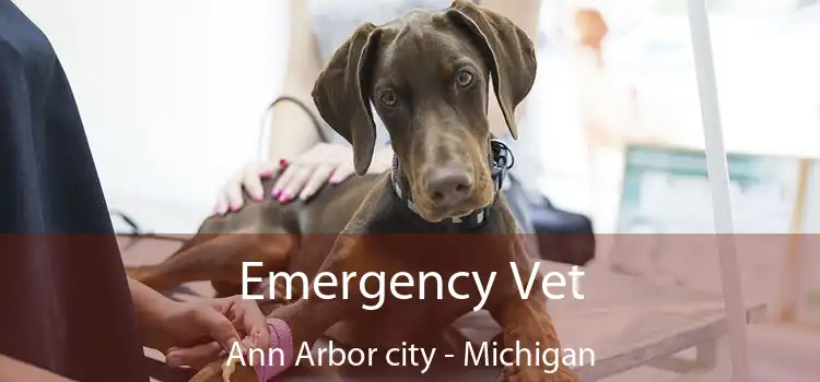 Emergency Vet Ann Arbor city - Michigan