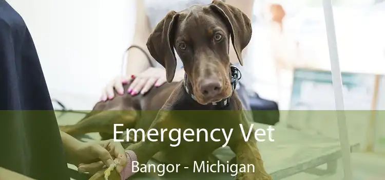 Emergency Vet Bangor - Michigan