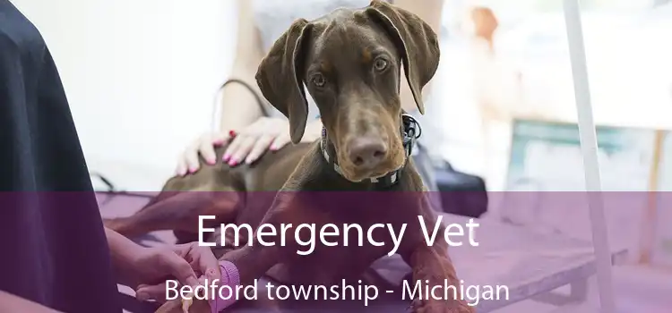 Emergency Vet Bedford township - Michigan