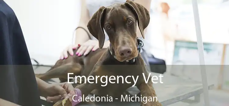 Emergency Vet Caledonia - Michigan