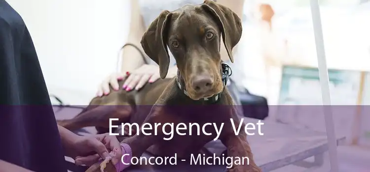 Emergency Vet Concord - Michigan