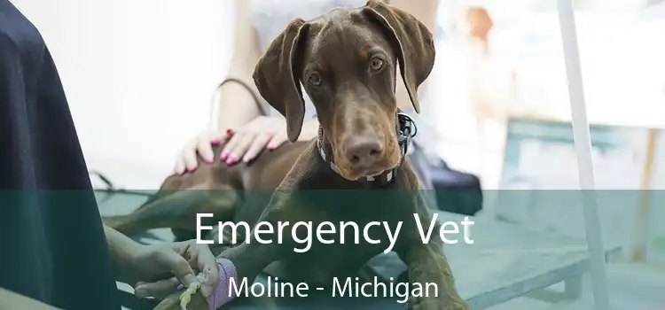 Emergency Vet Moline - Michigan