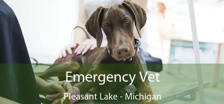 Emergency Vet Pleasant Lake - Michigan