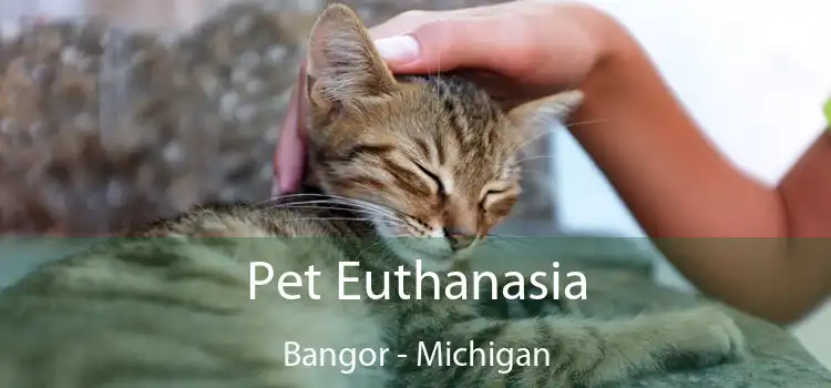 Pet Euthanasia Bangor - Michigan