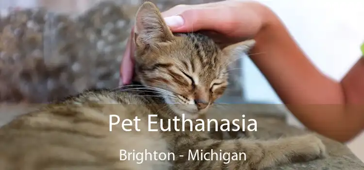 Pet Euthanasia Brighton - Michigan