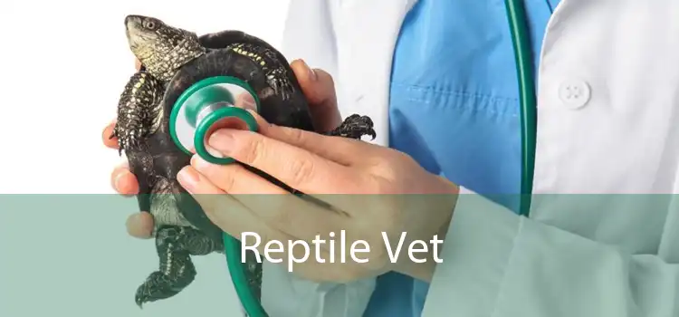 Reptile Vet 