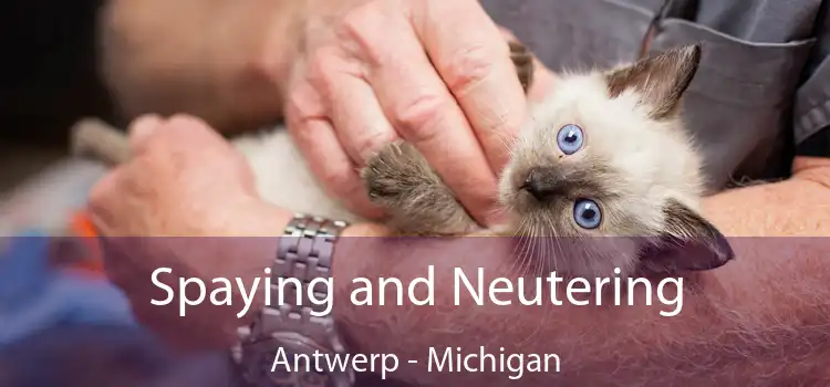 Spaying and Neutering Antwerp - Michigan