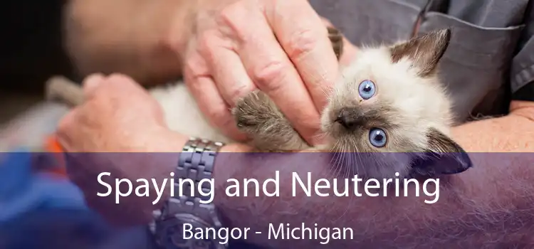 Spaying and Neutering Bangor - Michigan