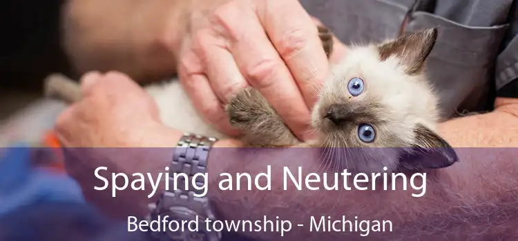 Spaying and Neutering Bedford township - Michigan