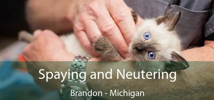 Spaying and Neutering Brandon - Michigan