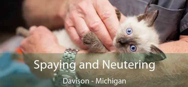 Spaying and Neutering Davison - Michigan