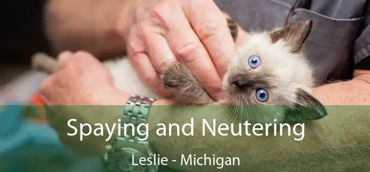 Spaying and Neutering Leslie - Michigan