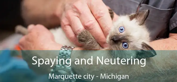 Spaying and Neutering Marquette city - Michigan