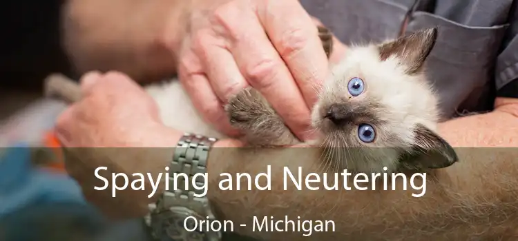 Spaying and Neutering Orion - Michigan