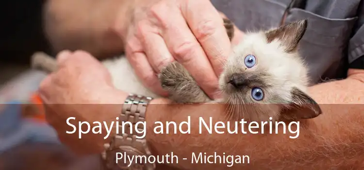 Spaying and Neutering Plymouth - Michigan