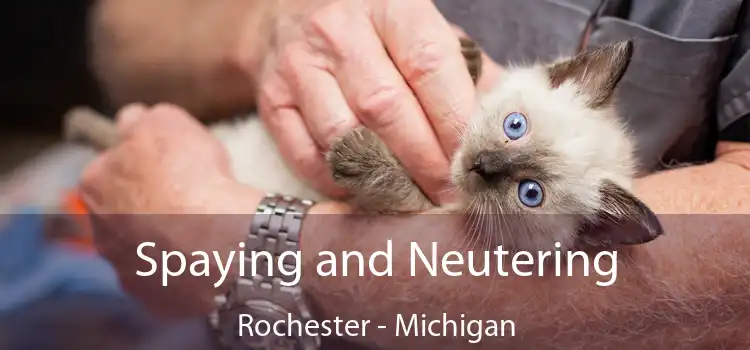 Spaying and Neutering Rochester - Michigan