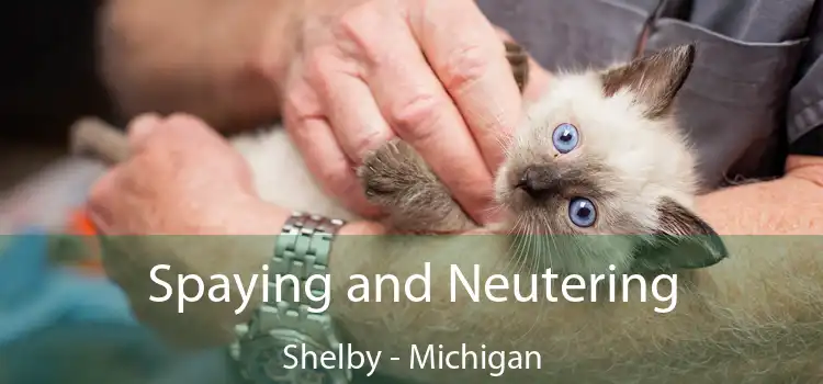 Spaying and Neutering Shelby - Michigan