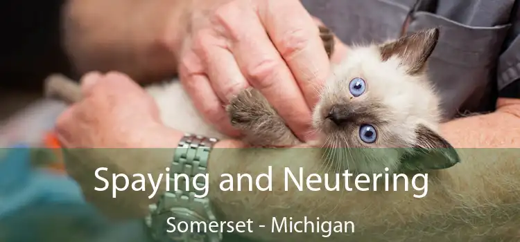 Spaying and Neutering Somerset - Michigan