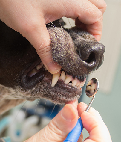 Burton Dog Dentist